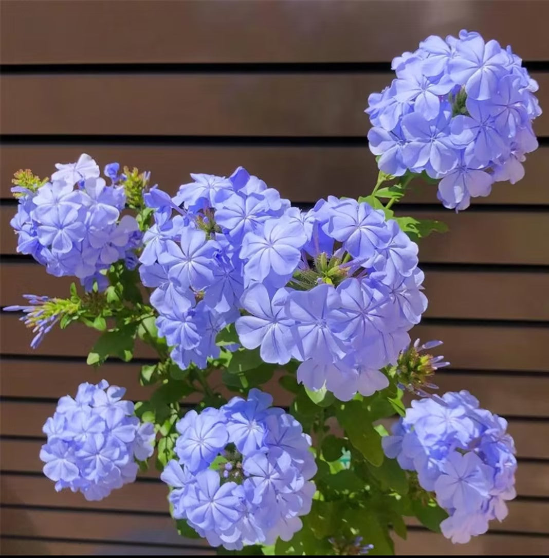 Blue Snowflake Seeds Sky Flower