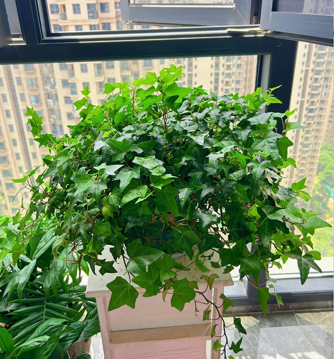 🌿Elegant Weeping Vines·Ivy-Loyalty, Friendship
