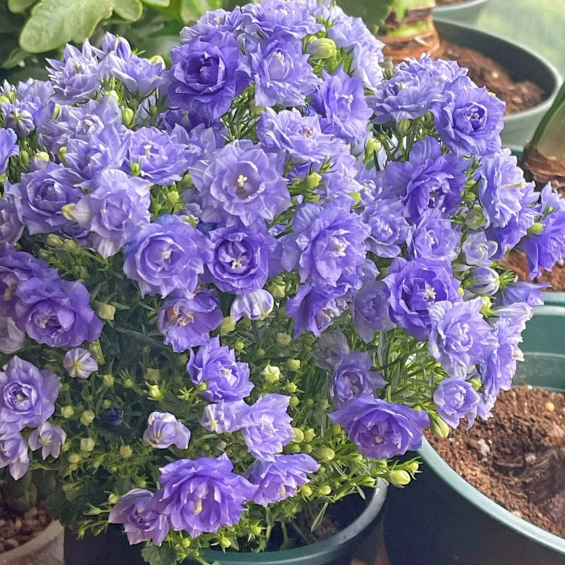 Double Campanula Seeds