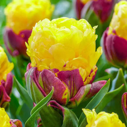Bonsai Rare Color Tulip Seeds #22