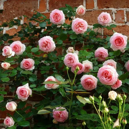 Spring Promotion 49% OFF - 🌱Climbing Rose Seeds