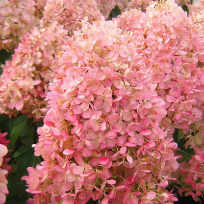 Panicle Hydrangea Flowers Seeds 💞 Plants Home Garden Flower Seeds