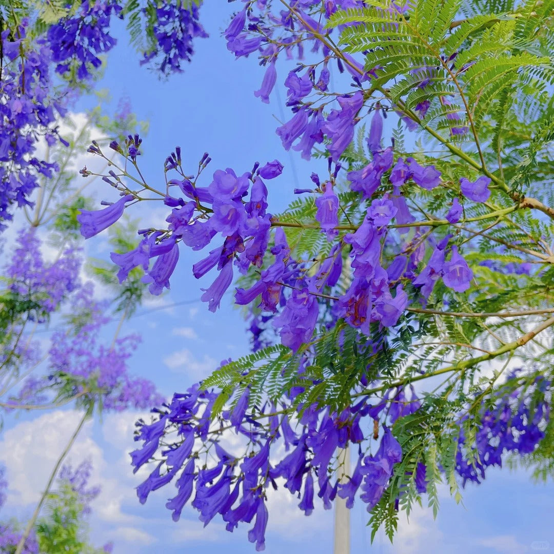 Jacaranda Seeds
