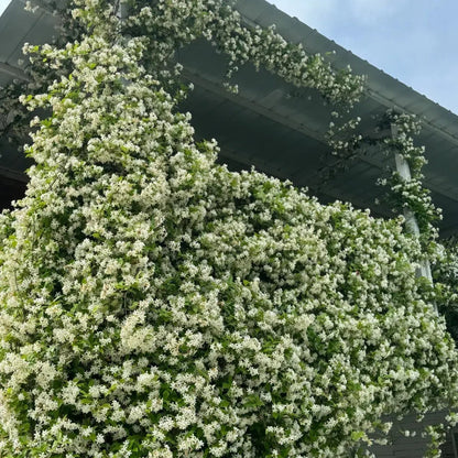 Climbing Plants Mix Seeds