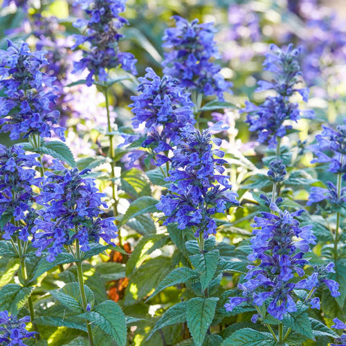 Neptune Catmint