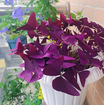 💜Purple Luck Oxalis Bulbs