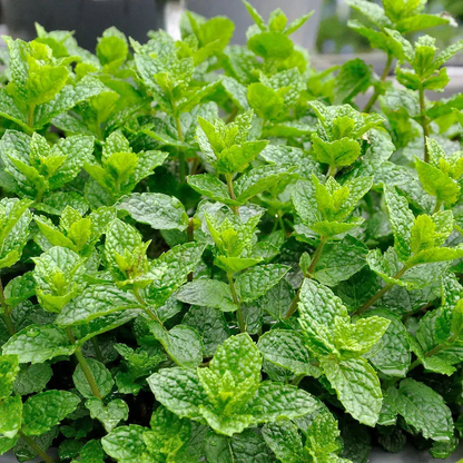 Potted Mint Seeds