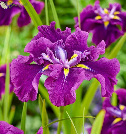 Multi Iris Seeds: Vibrant, Resilient, and Spectacular Blooms