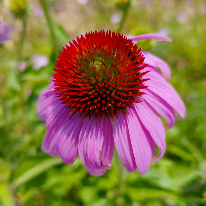 Coneflower Seeds (Echinacea)