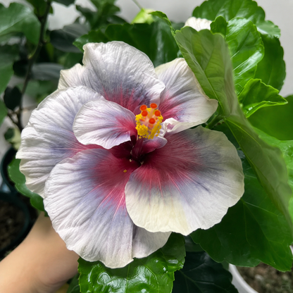 🌺 Premium Hibiscus Seeds-Grow Giant Blooms With Months of Brilliant Color and Effortless Beauty
