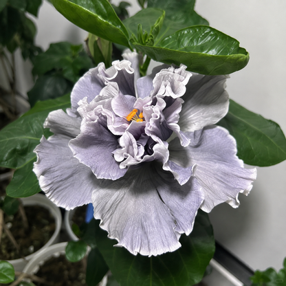 🌺 Premium Hibiscus Seeds-Grow Giant Blooms With Months of Brilliant Color and Effortless Beauty