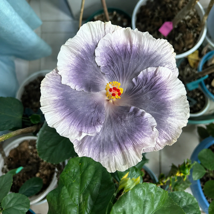 🌺 Premium Hibiscus Seeds-Grow Giant Blooms With Months of Brilliant Color and Effortless Beauty