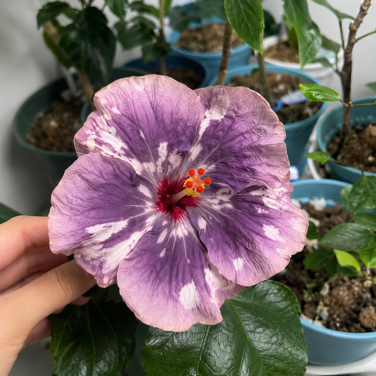 🌺 Premium Hibiscus Seeds-Grow Giant Blooms With Months of Brilliant Color and Effortless Beauty