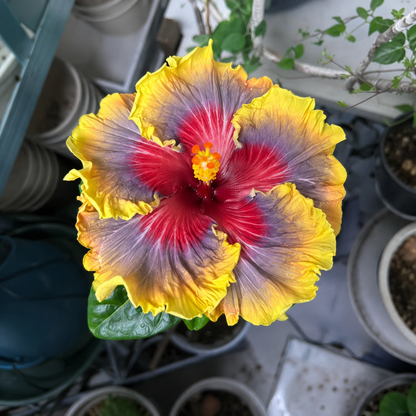 🌺 Premium Hibiscus Seeds-Grow Giant Blooms With Months of Brilliant Color and Effortless Beauty