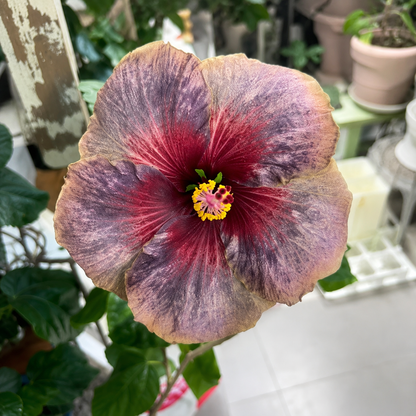 🌺 Premium Hibiscus Seeds-Grow Giant Blooms With Months of Brilliant Color and Effortless Beauty