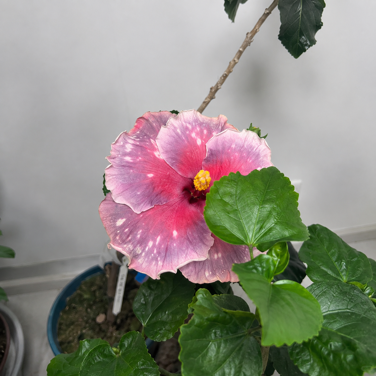 🌺 Premium Hibiscus Seeds-Grow Giant Blooms With Months of Brilliant Color and Effortless Beauty