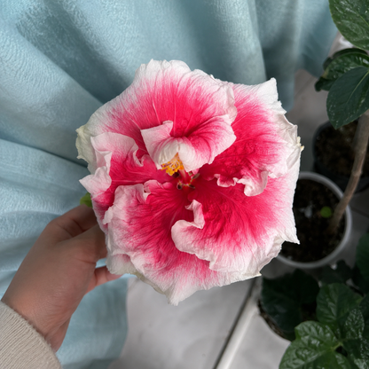 🌺 Premium Hibiscus Seeds-Grow Giant Blooms With Months of Brilliant Color and Effortless Beauty