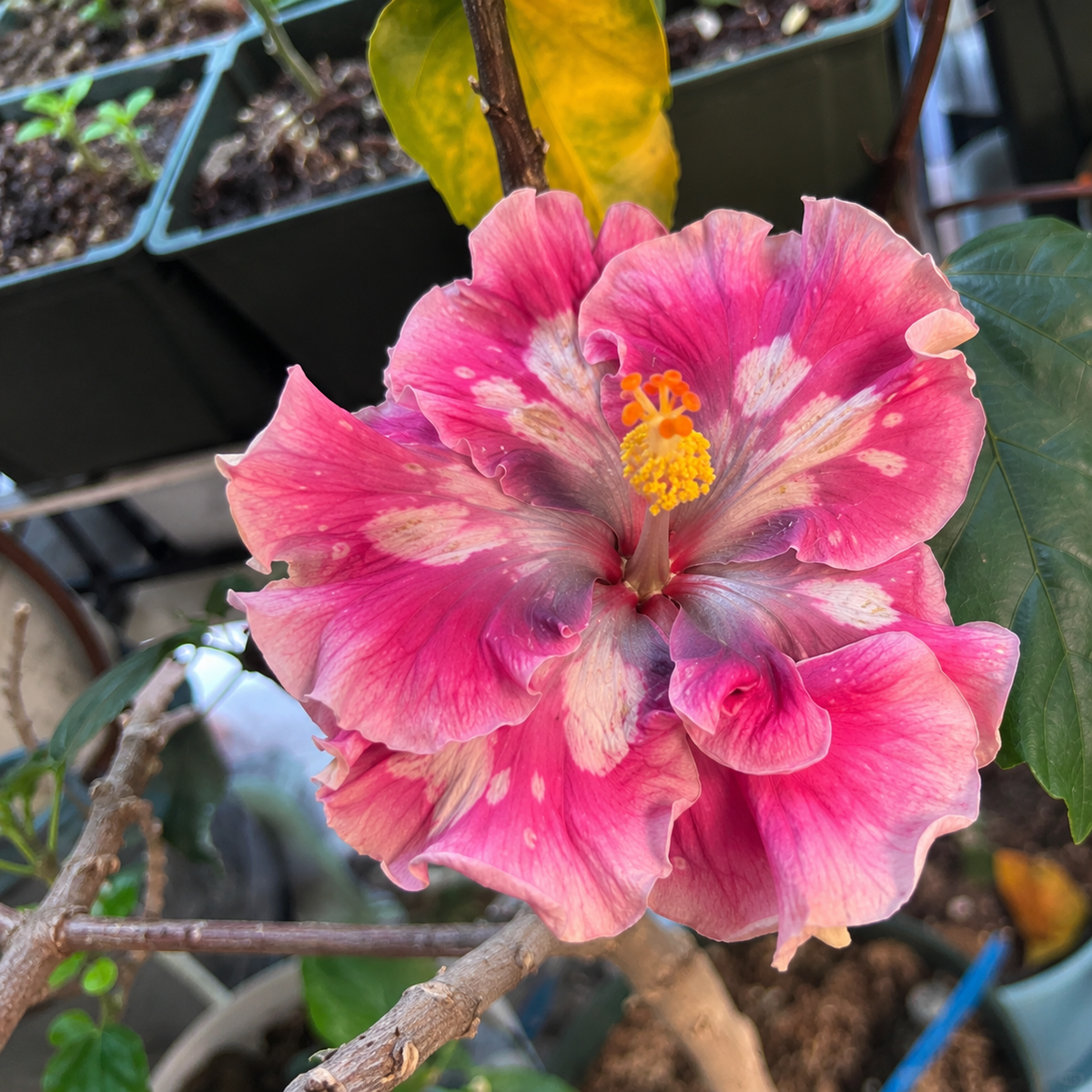 🌺 Premium Hibiscus Seeds-Grow Giant Blooms With Months of Brilliant Color and Effortless Beauty