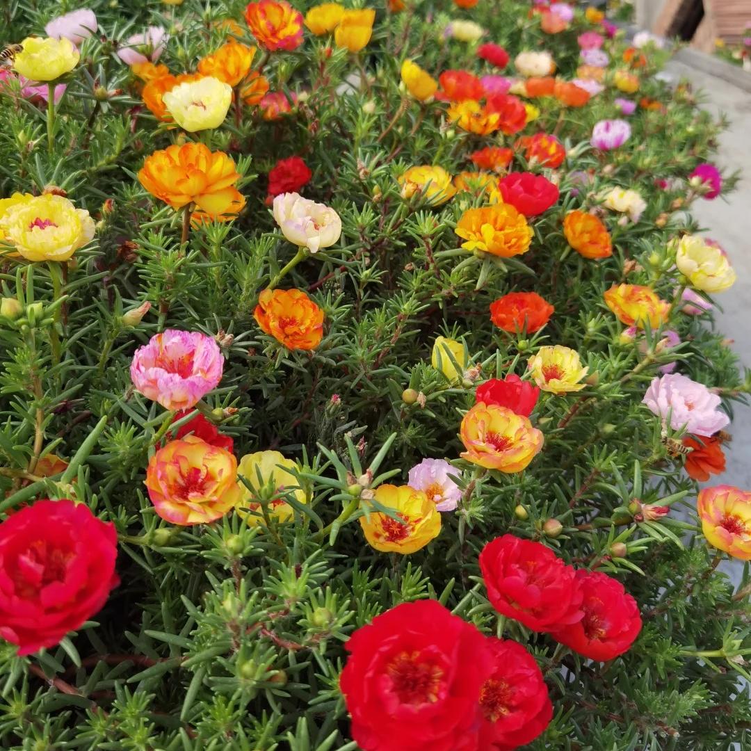Double-flowered moss rose🌈