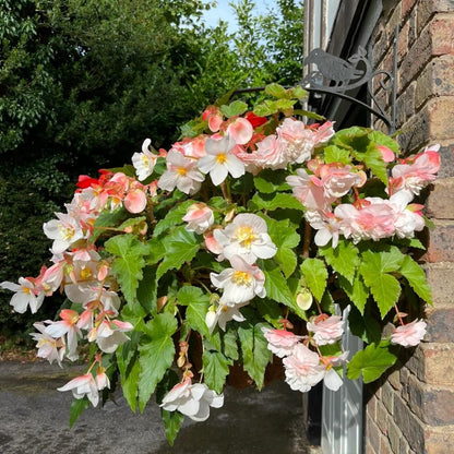 🌺Weeping Begonia Bulbs-Stunning Hanging Basket Flowers