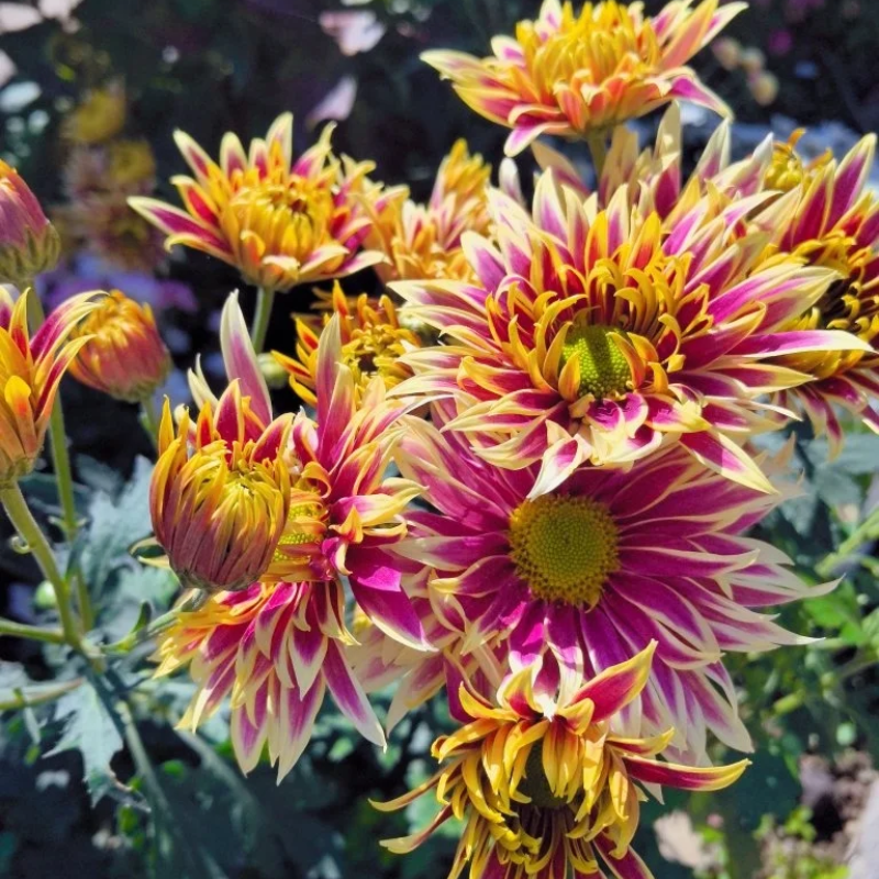 Rare Treasure Chrysanthemum Seeds