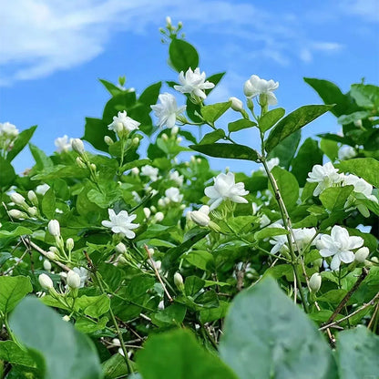 Rare Double Jasmine Seeds – Stunning Fragrant White Blooms