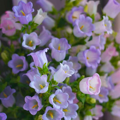Bellflower Seeds/Canterbury Bells Seeds
