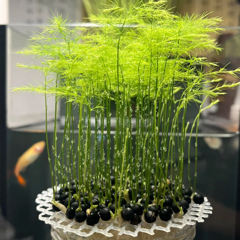 🌿 Asparagus Fern Seeds – Elegant, Lush Greenery for Any Space! 🌿✨