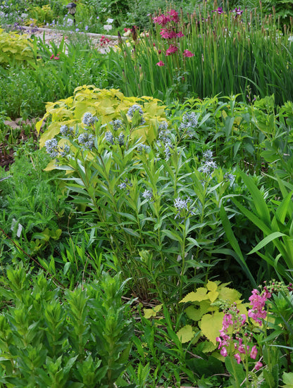 Licorice - A star representative of low-maintenance plants