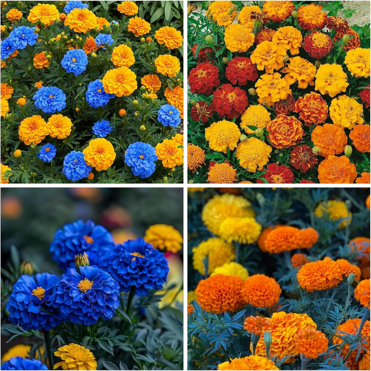 🌸Colorful Marigold Seeds