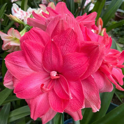 Double-Flowered Amaryllis Bulb🌼