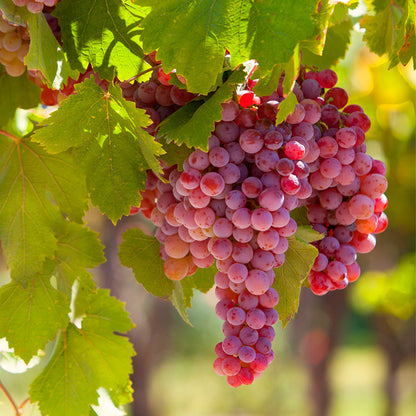 🍇Potted Grape Vine Seeds