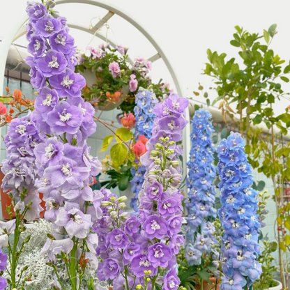🌼Big Flower Delphinium Seeds