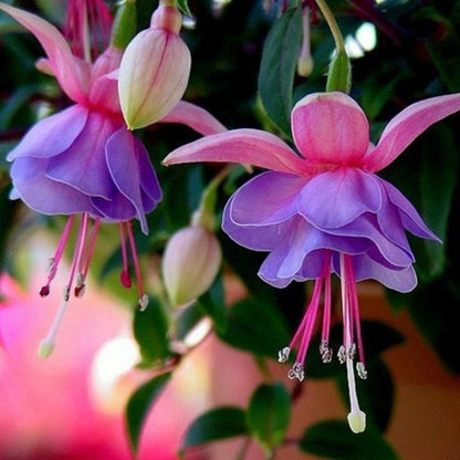 Fuchsia Flowers Seeds Lantern Flower, Bonsai Flower Seeds