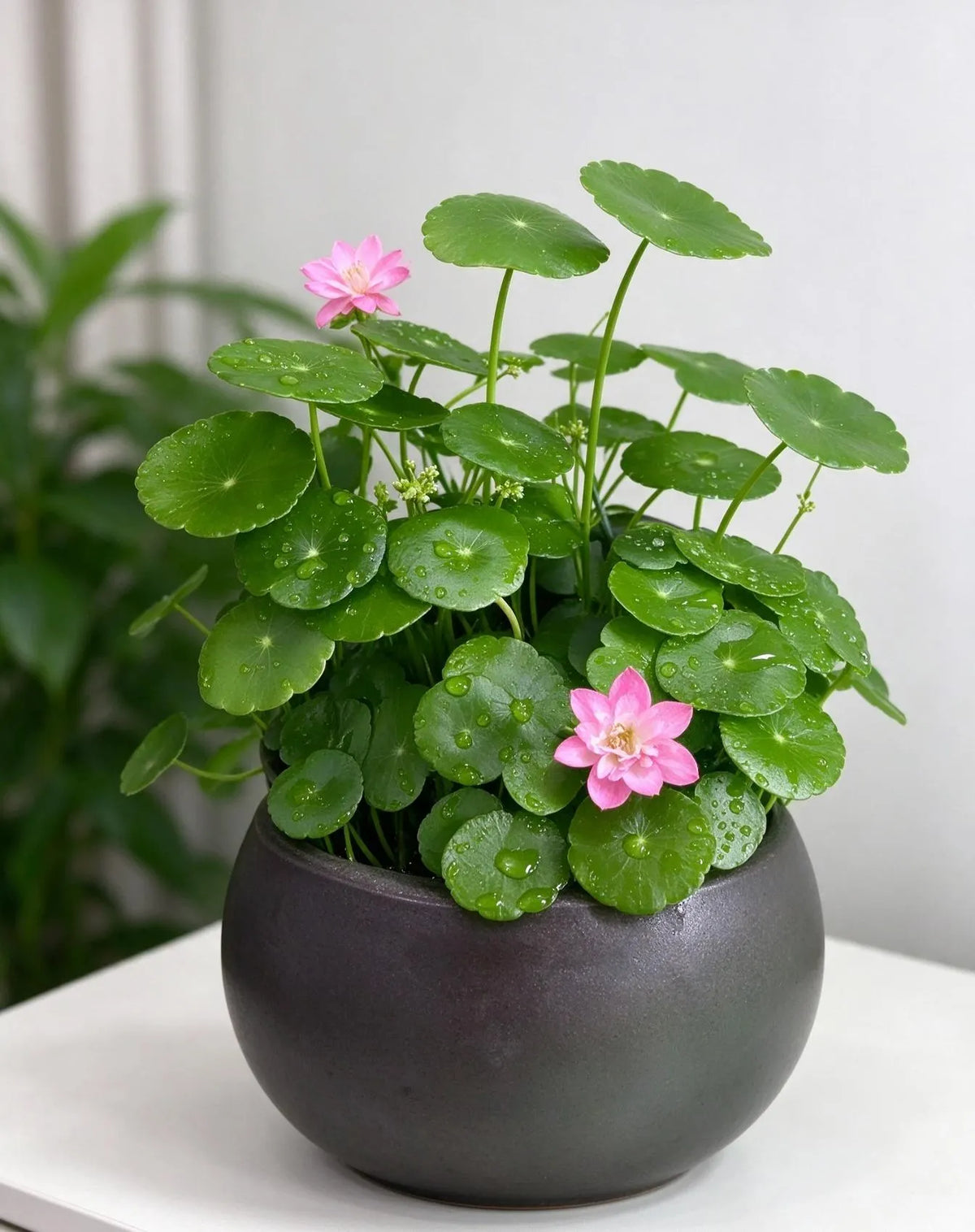 💰 Coin-leaf plant bulb—your very own good fortune 🌿