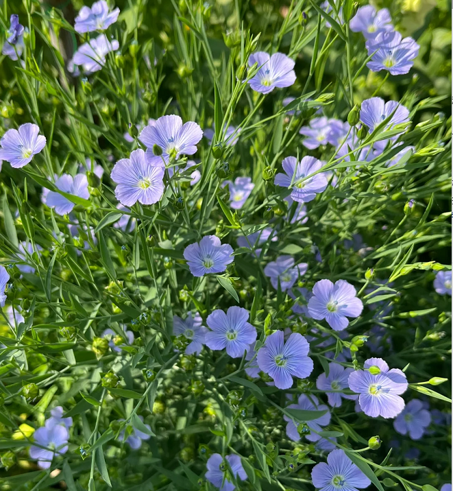 Perennial Blue Flax Seeds, Linum Perenne