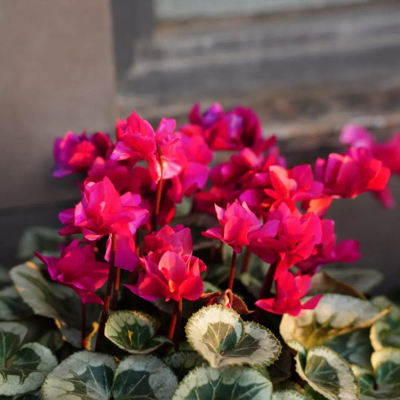 🌸 Fragrant Cyclamen Bulbs-Sweet Scent, Simple Care
