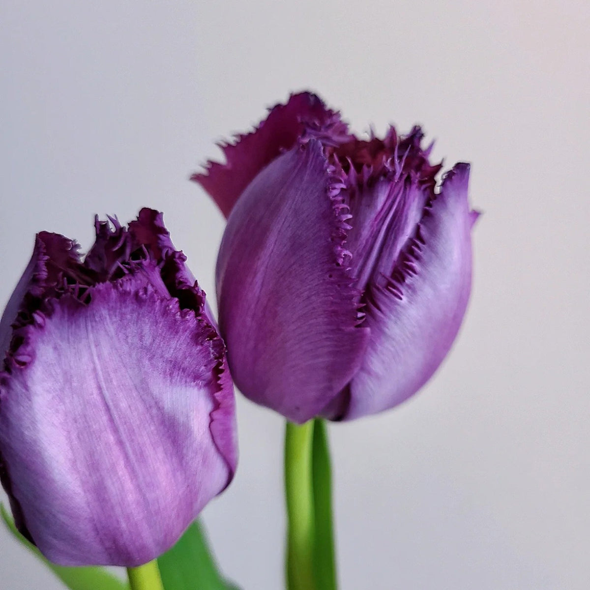 Frill Tulip seeds
