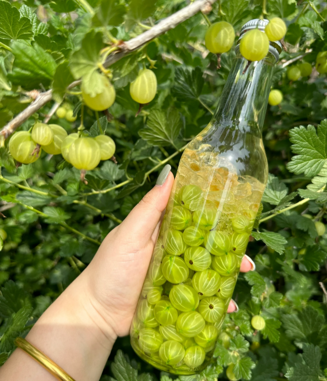 Multicolor Gooseberry Seeds