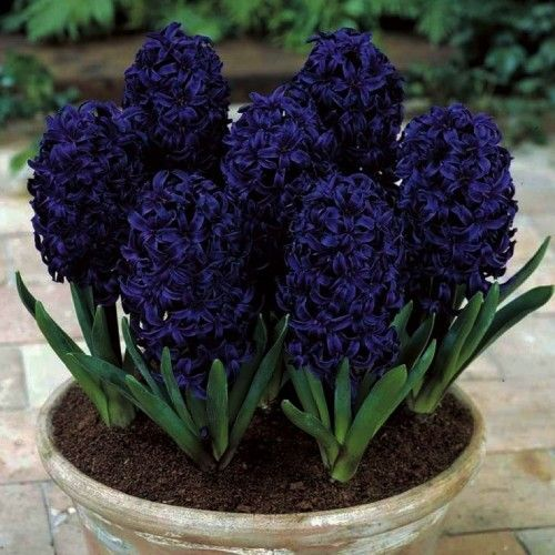 Hyacinth Dark Dimension