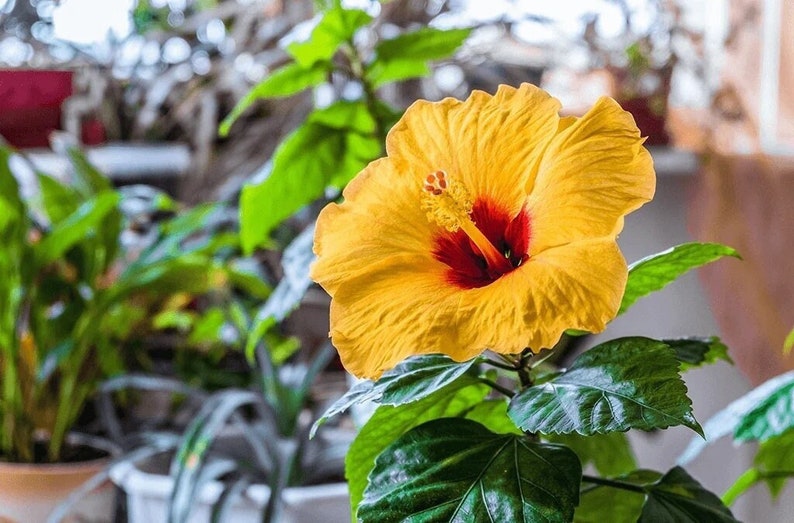 Rare Yellow Hibiscus Seeds "Yellow Rainbow"