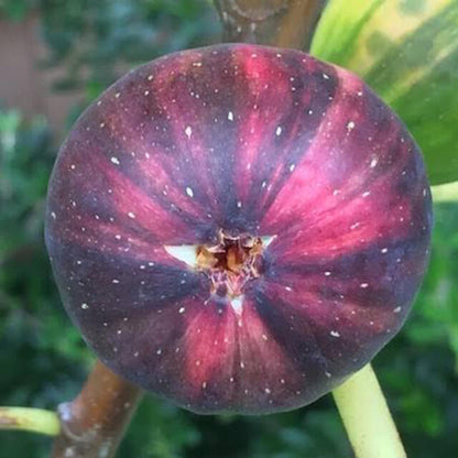 Rainbow Fig Seeds