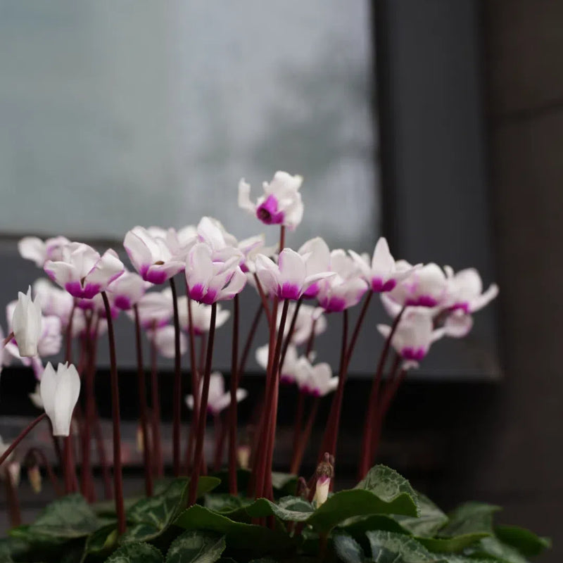 🌸 Fragrant Cyclamen Bulbs-Sweet Scent, Simple Care
