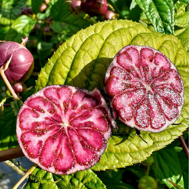 Red Fruit Ginseng Seeds-Spider Fruit
