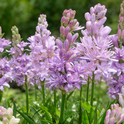 🌺Double Tuberose Bulbs-Heavenly Fragrance • Elegant Double Blooms