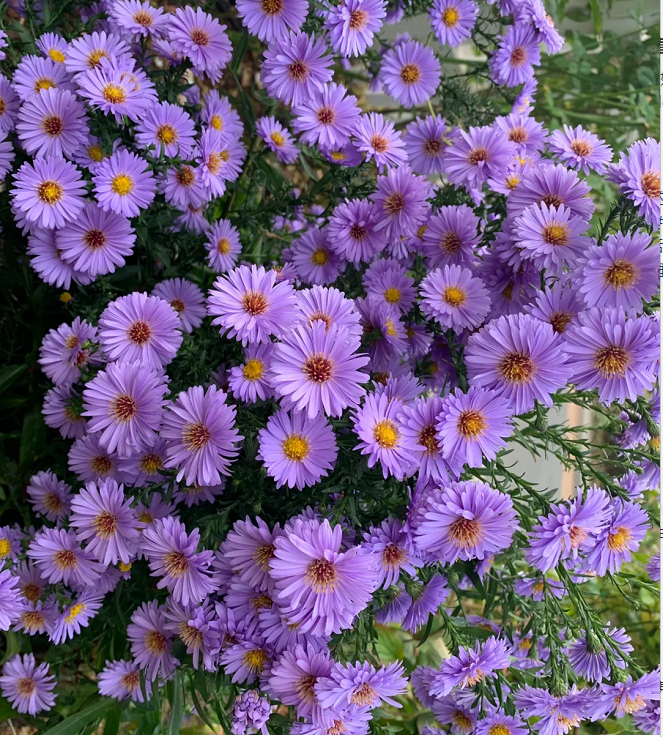 🫧Aster Seeds- Purple Dome