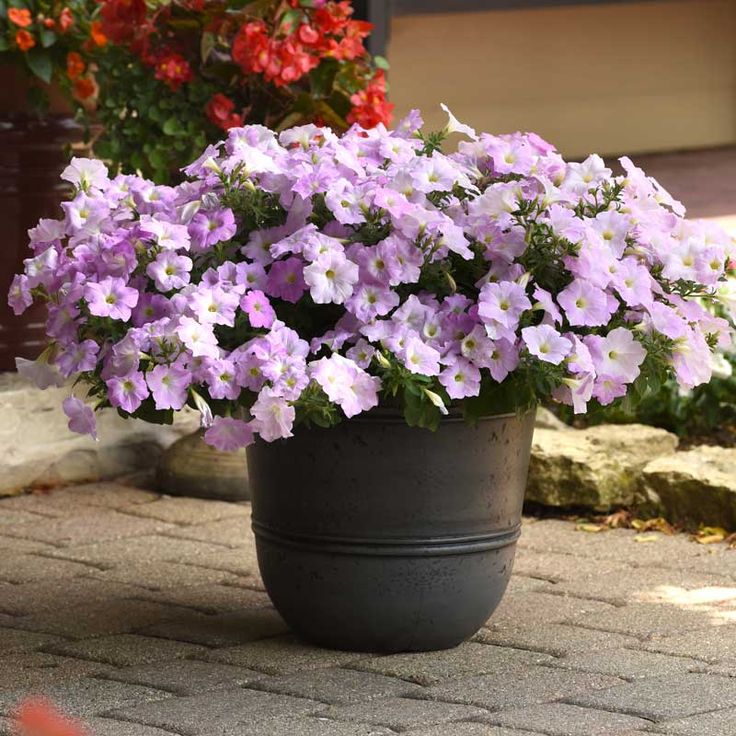 🌸Petunia Seeds