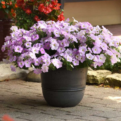 🌸Petunia Seeds