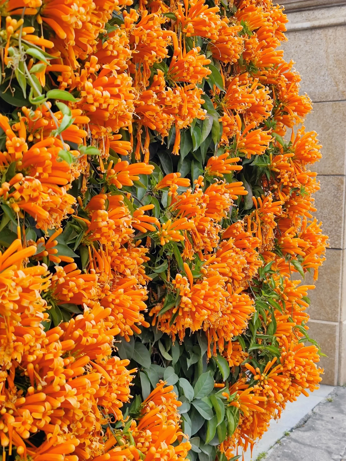 🧡Pyrostegia Venusta Flower