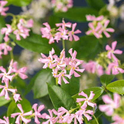 🌟Star Jasmine🌟